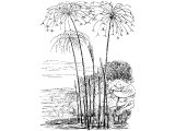 Papyrus or Paper Reed (Papyrus antiquorum), Heb. GoMA (Job.8.11, Is.35.7, Ex.2.3, Is.18.2)